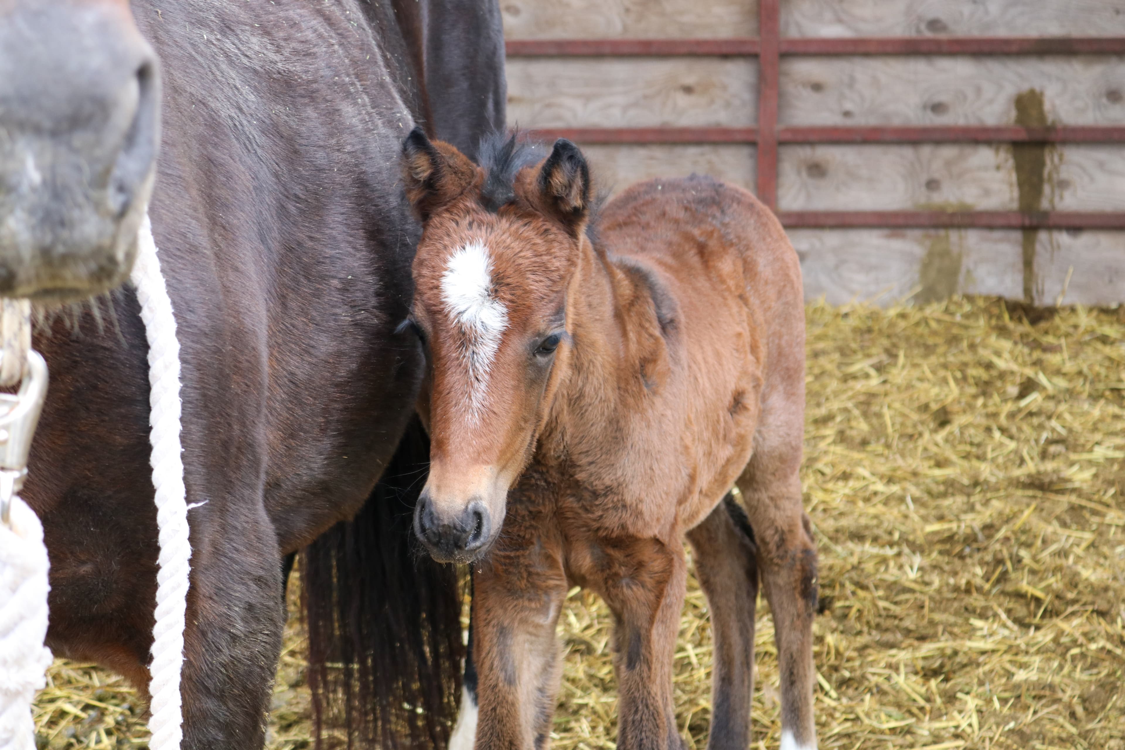 A foal standing beside its mother at Button Ranch